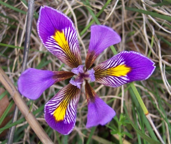 Iris unguicularis ssp cretensis
